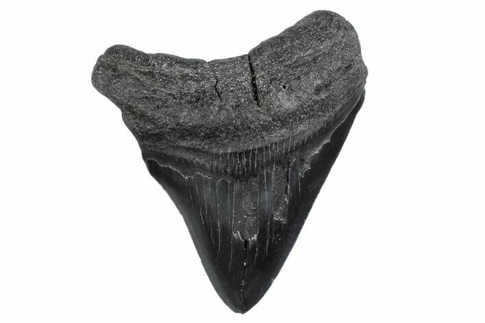 Fossil Megalodon Tooth - South Carolina #370455